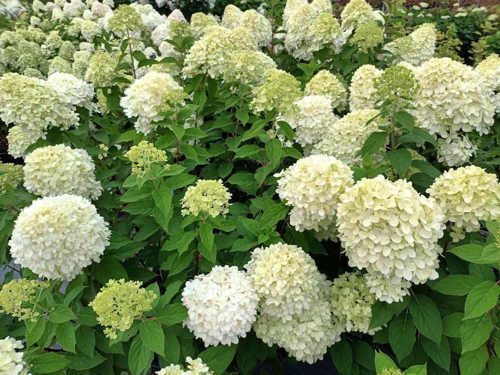 Hydrangea Limelight
