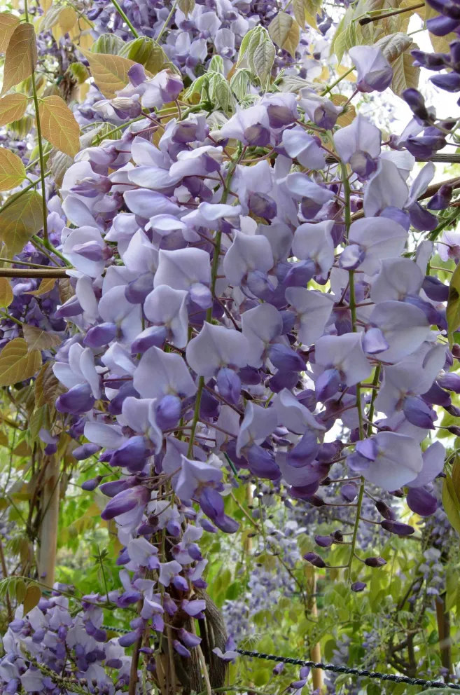 Wisteria Caroline web