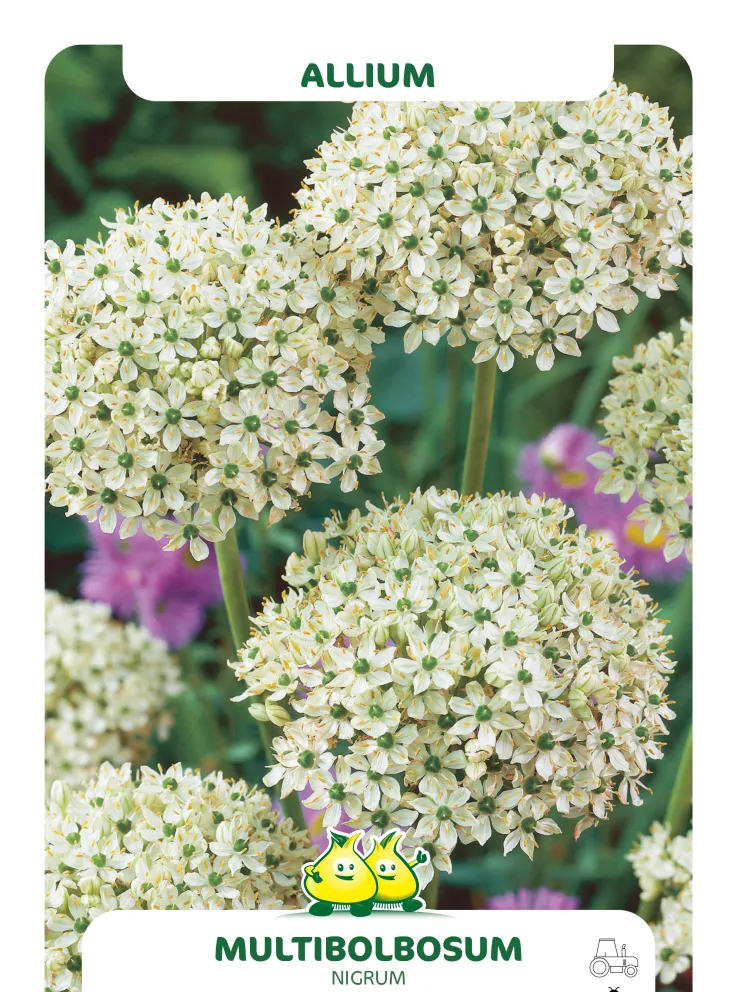 Allium multibulbosum - nigrum