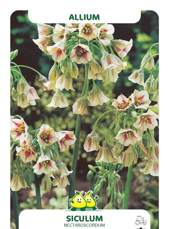 Allium siculum var. nectaroscordum