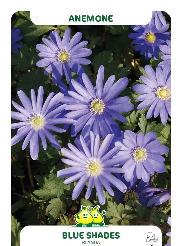 Anemone blanda 'Blue Shades'