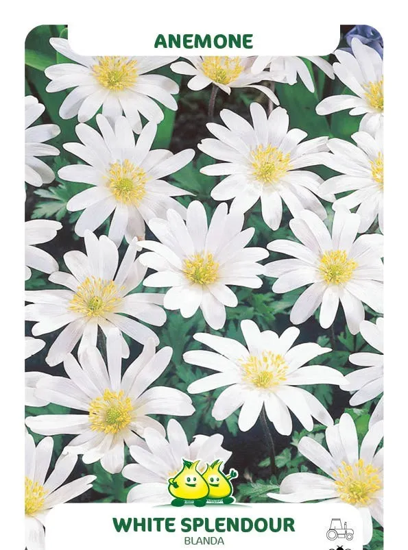 Anemone blanda 'White Splendor'