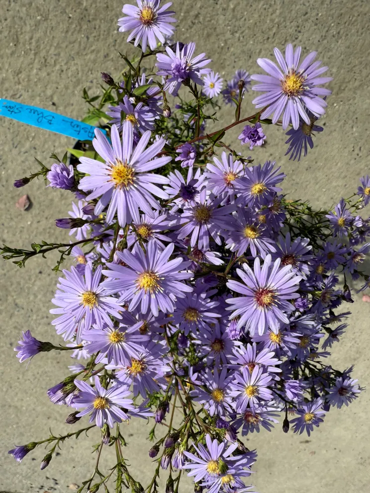 Aster ericoides 'Blue Star'