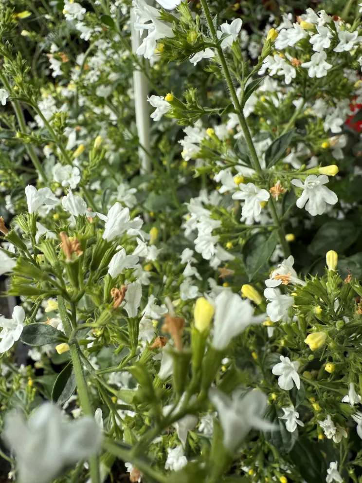 Calamintha nepeta 'White Cloud'