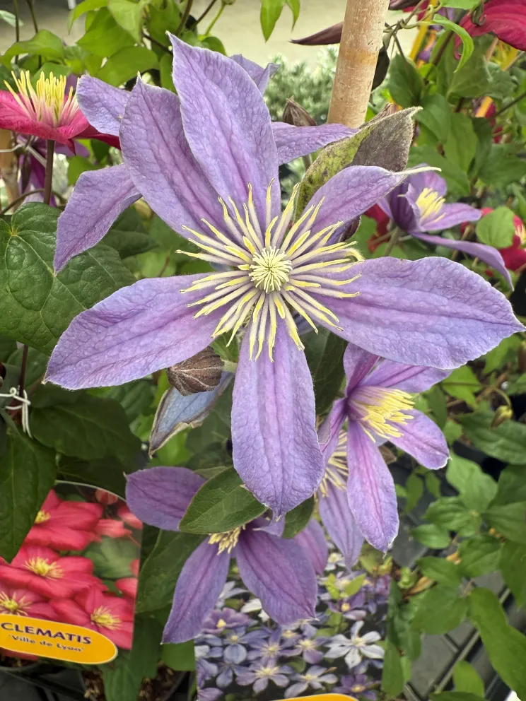 Clematis 'Arabella'