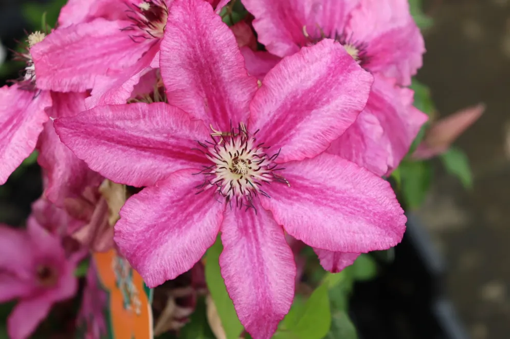 Clematis 'Barbara'