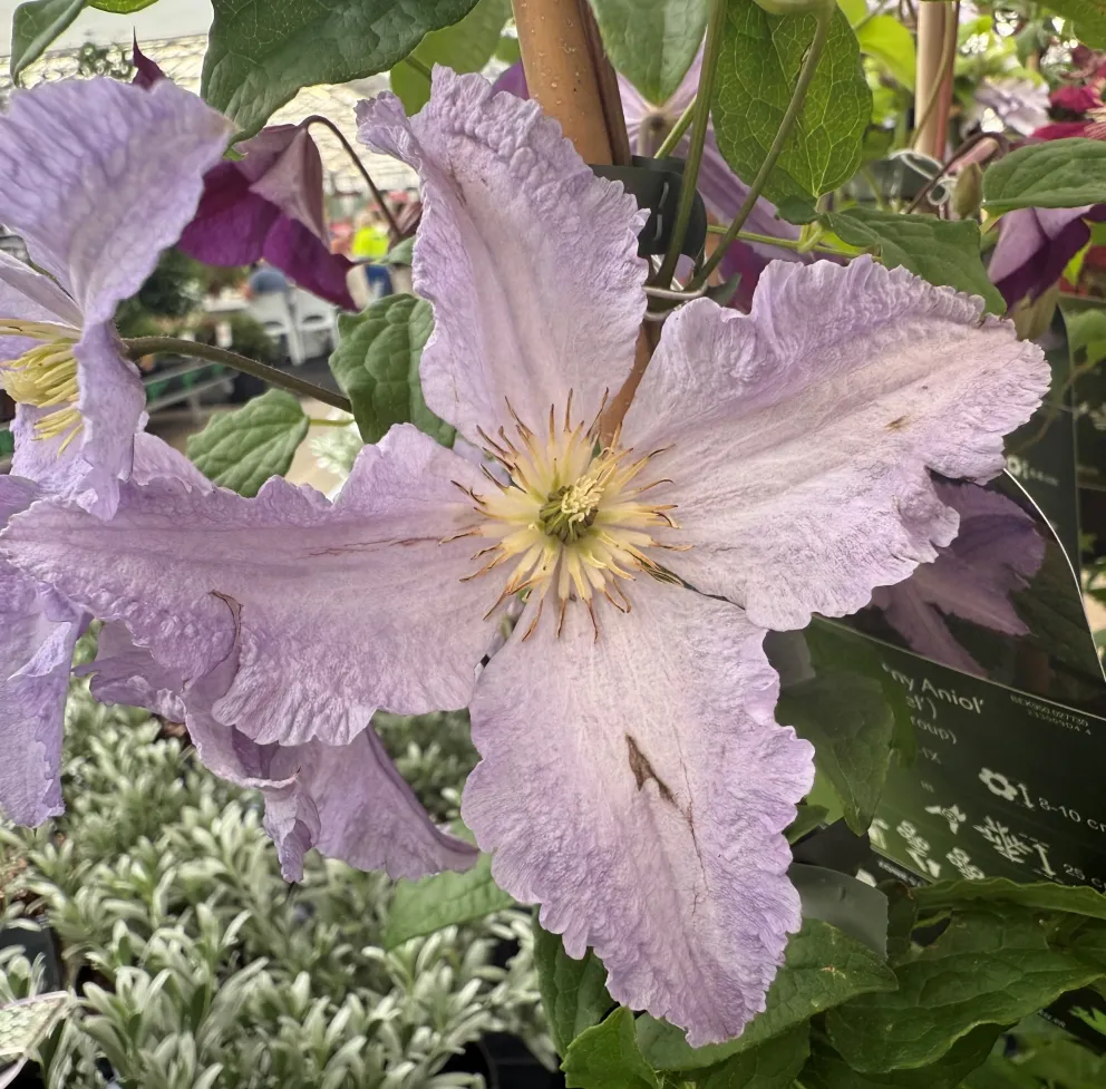 Clematis 'Blekitny Aniol'