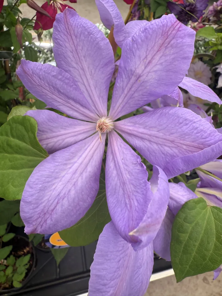 Clematis 'Mrs Cholmondeley'