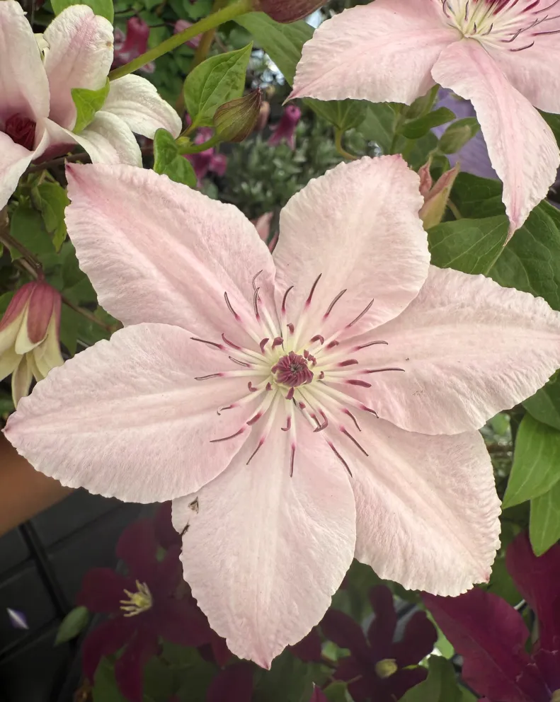 Clematis 'Pink Fantasy'