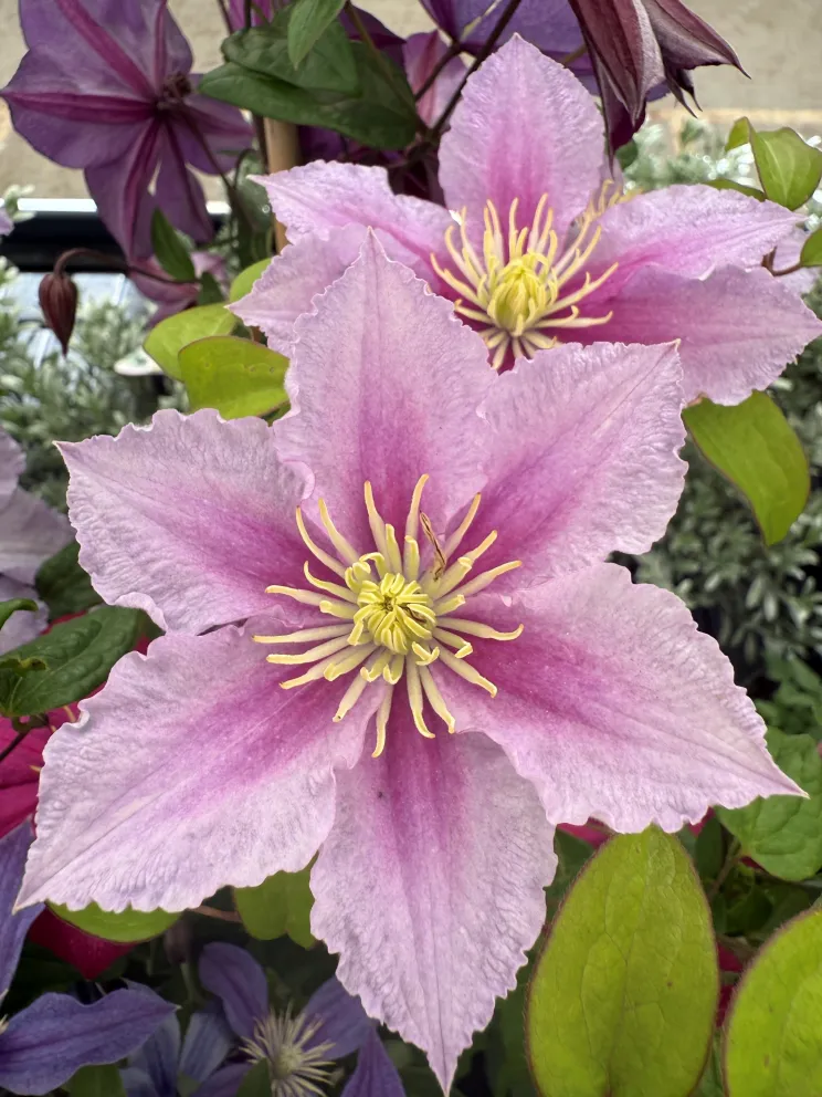 Clematis 'Piilu'