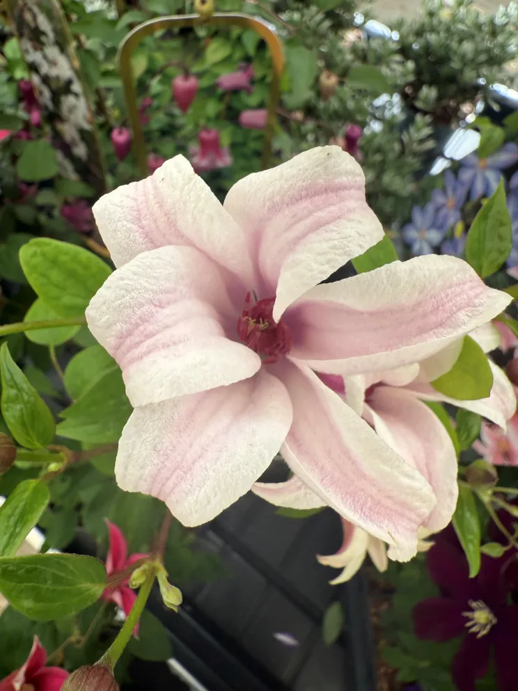 Clematis 'Princess Kate'