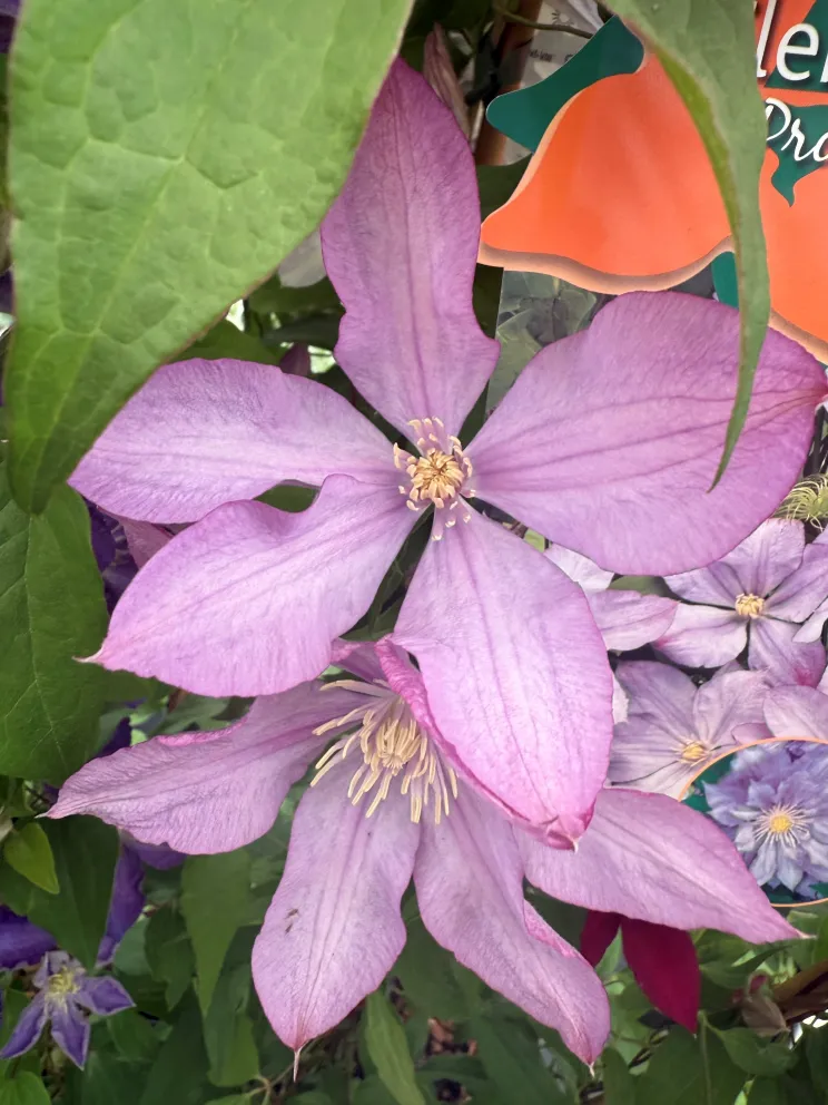 Clematis 'Proteus'
