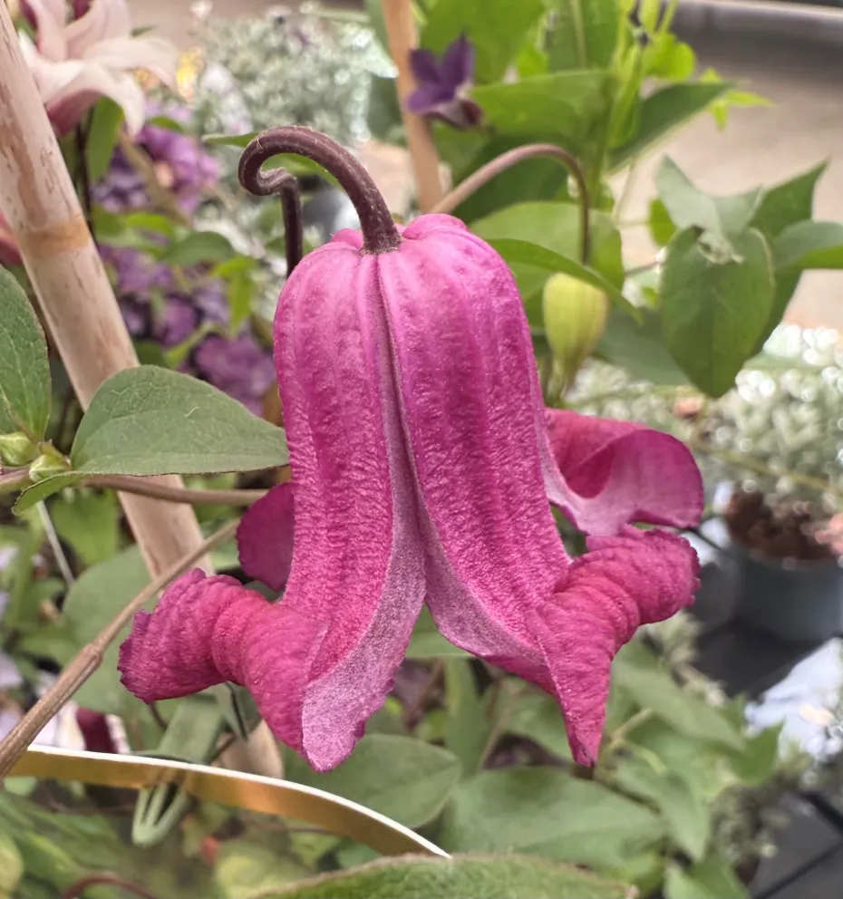 Clematis 'Queen Mother'