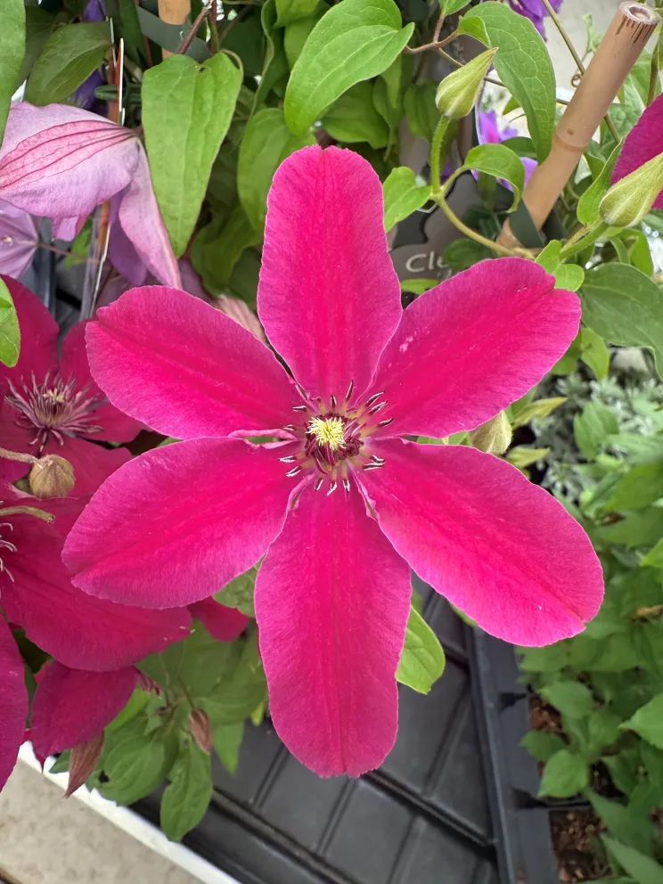 Clematis 'Ruutel'