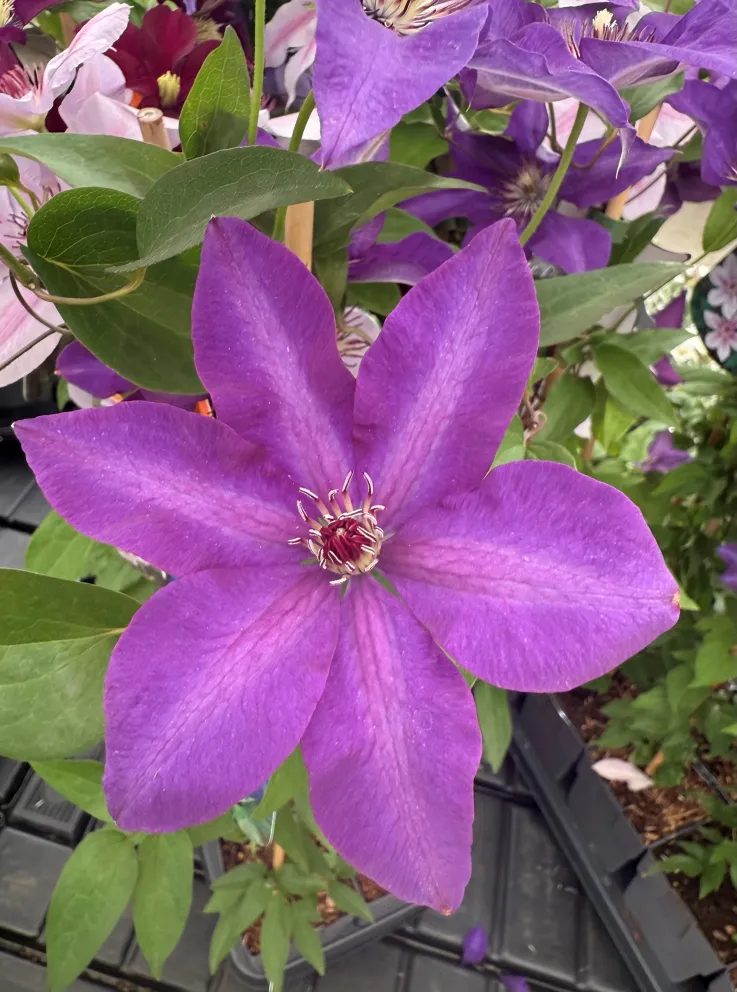 Clematis 'The President'