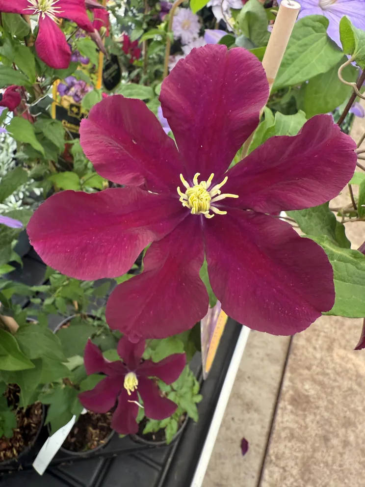 Clematis 'Warszawska Nike'