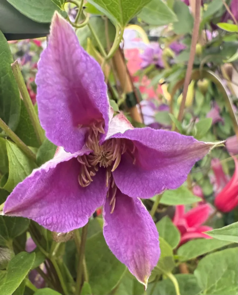 Clematis texensis 'Prince William'