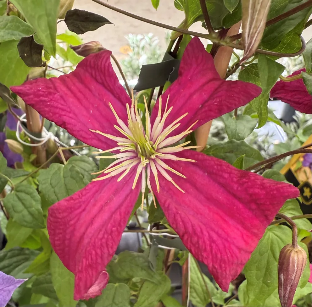Clematis viticella 'Madame Julia Correvon'
