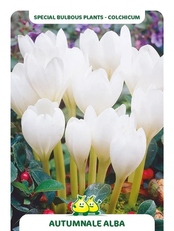 Colchicum autumnale 'Alba'