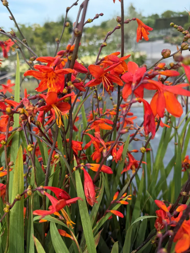 Crocosmia 'Babylon'