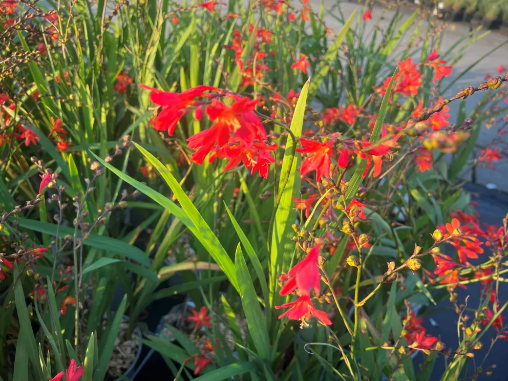 Crocosmia 'Carmine Brilliant'