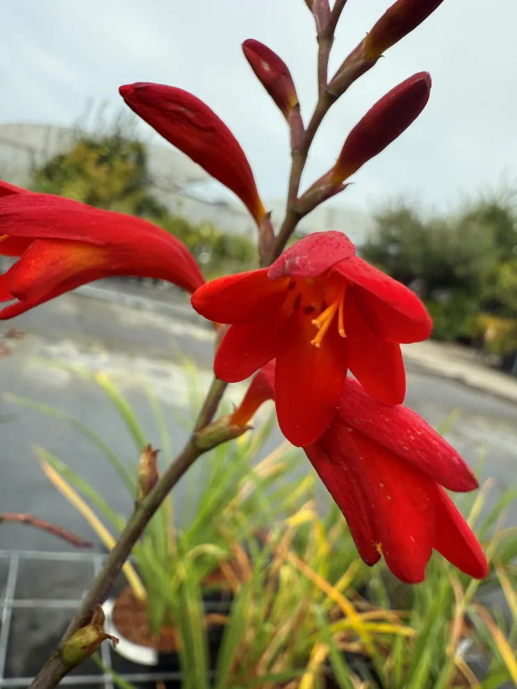 Crocosmia 'Emberglow'