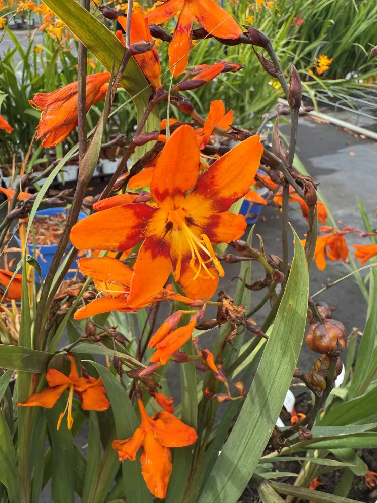 Crocosmia 'Emily McKenzie'