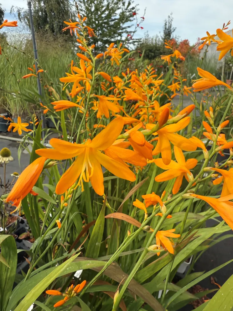 Crocosmia 'George Davidson'
