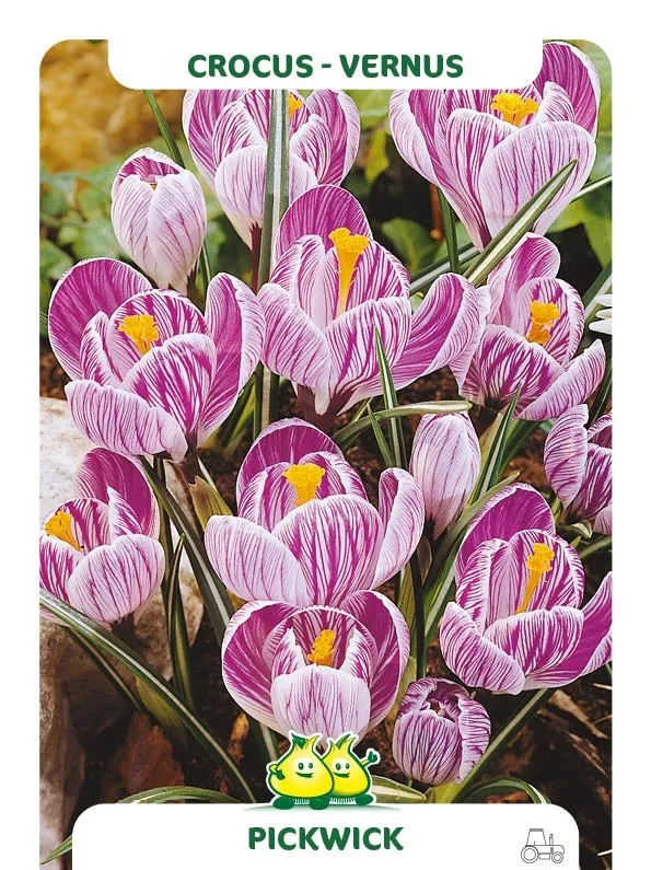 Crocus 'Pickwick'