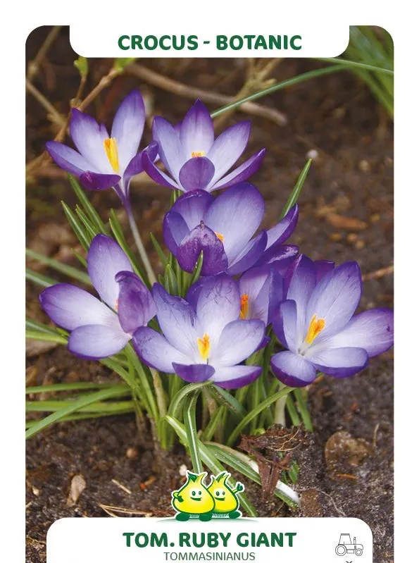 Crocus tommasinianus 'Ruby Giant'