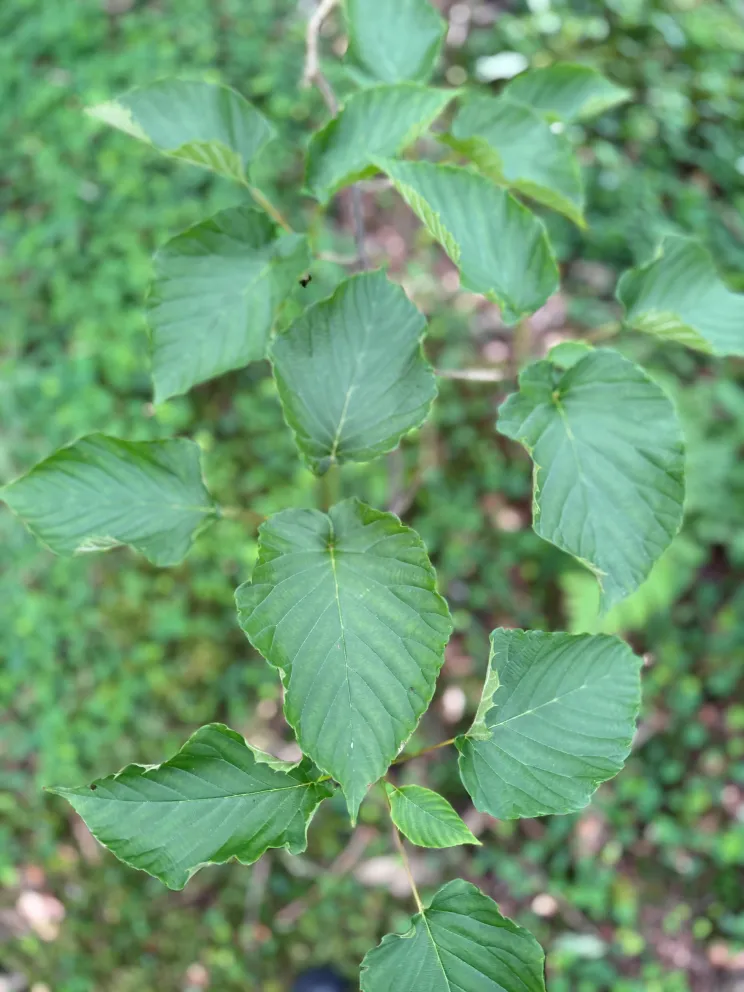Davidia involucrata