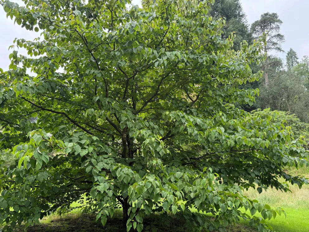 Davidia involucrata