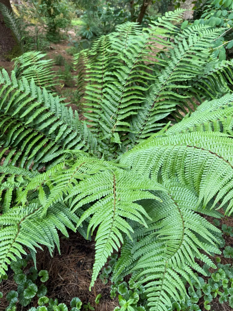 Dryopteris wallichiana