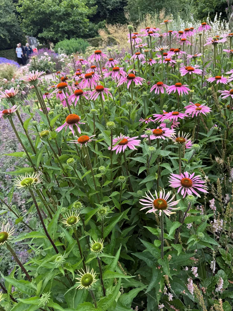 Echinacea purpurea