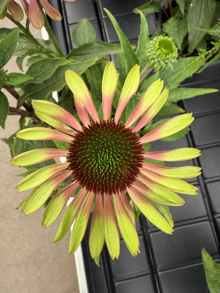 Echinacea purpurea 'Green Twister'