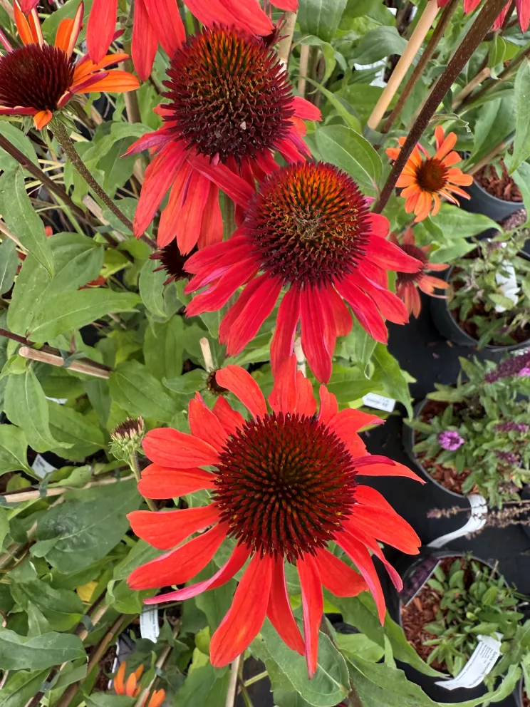 Echinacea purpurea 'Hot Summer' ®