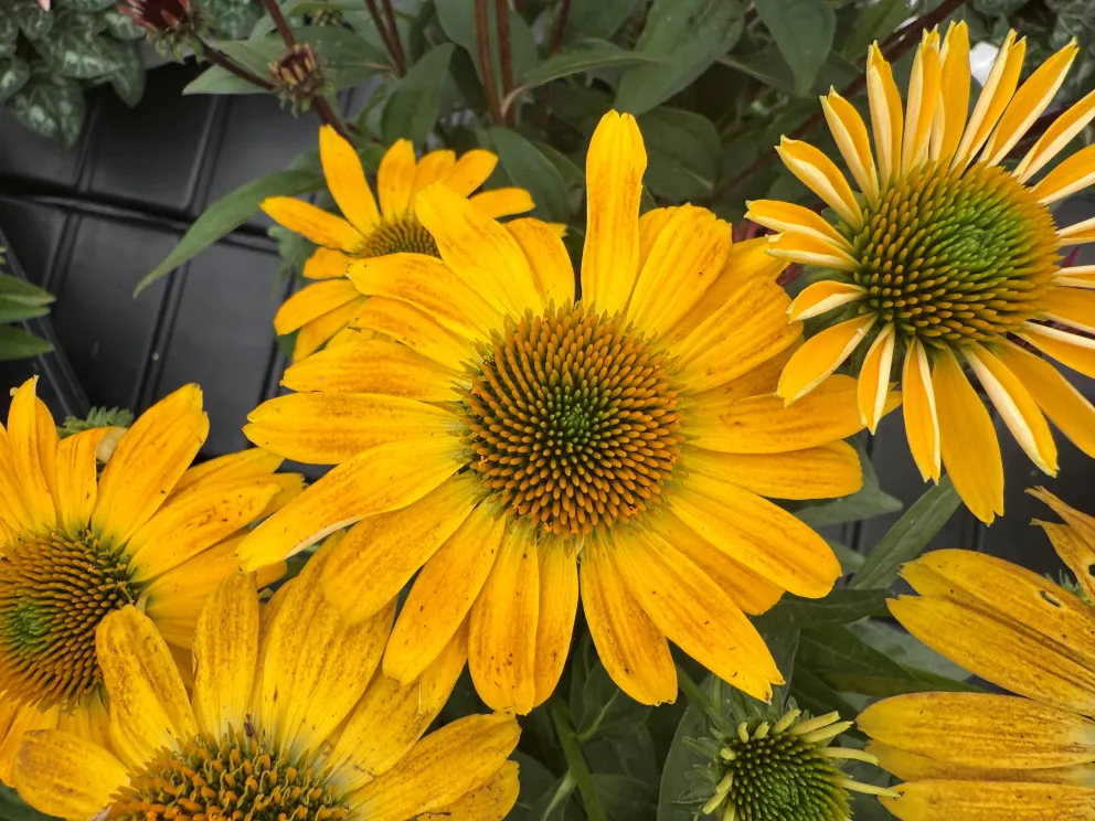 Echinacea purpurea 'Sombrero Lemon Yellow'