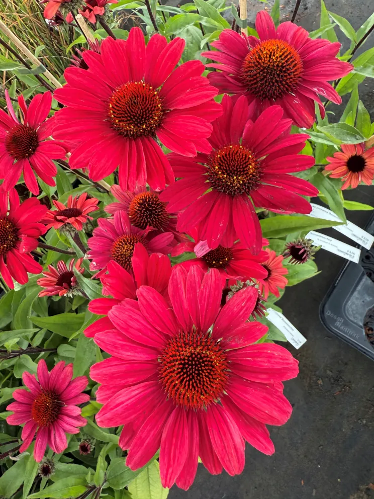 Echinacea purpurea 'Sunseekers Red'