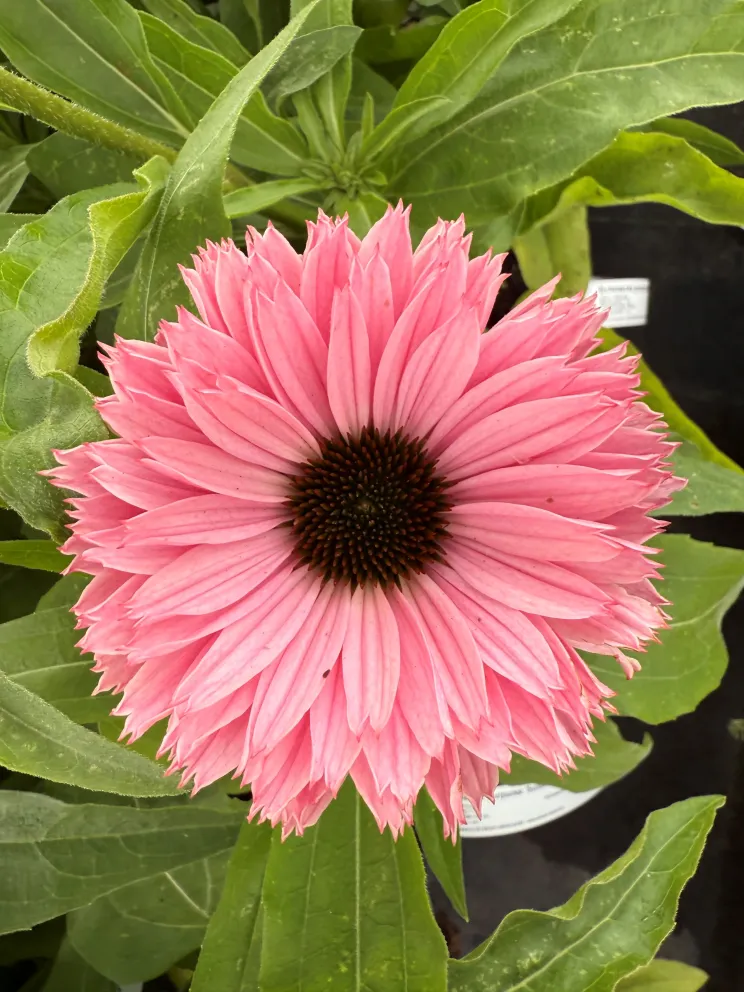 Echinacea purpurea 'Sunseekers Salmon'