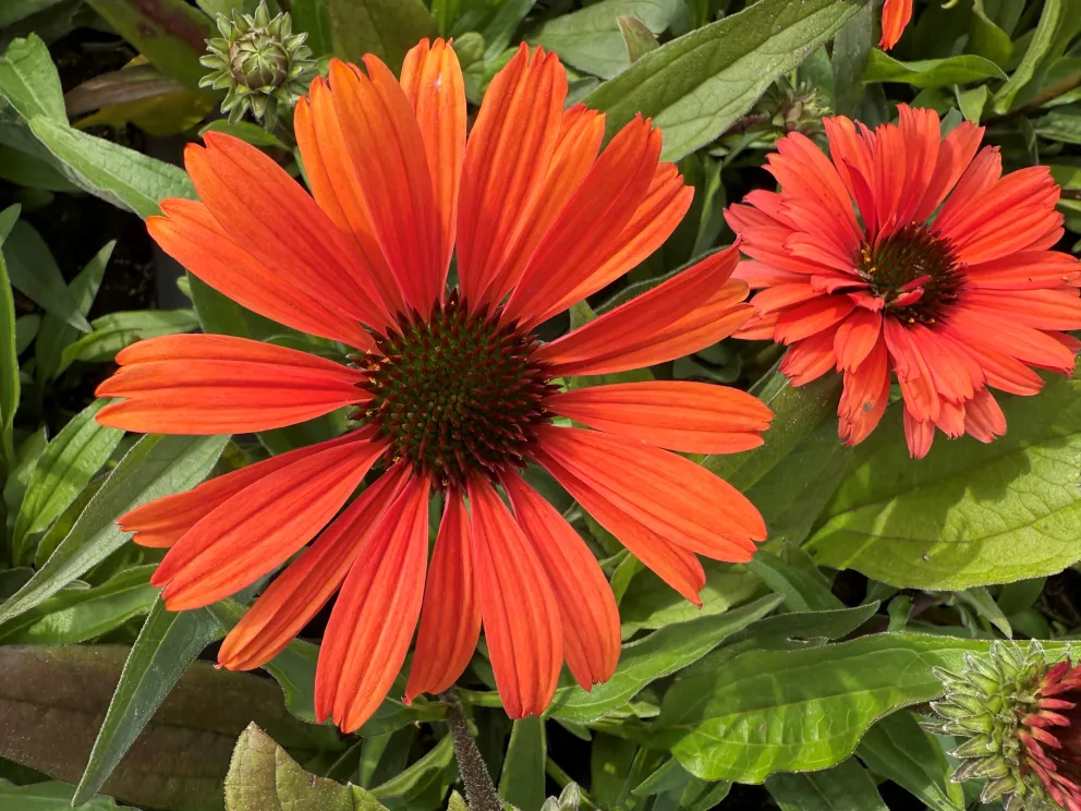 Echinacea purpurea 'Sunseekers Orange'