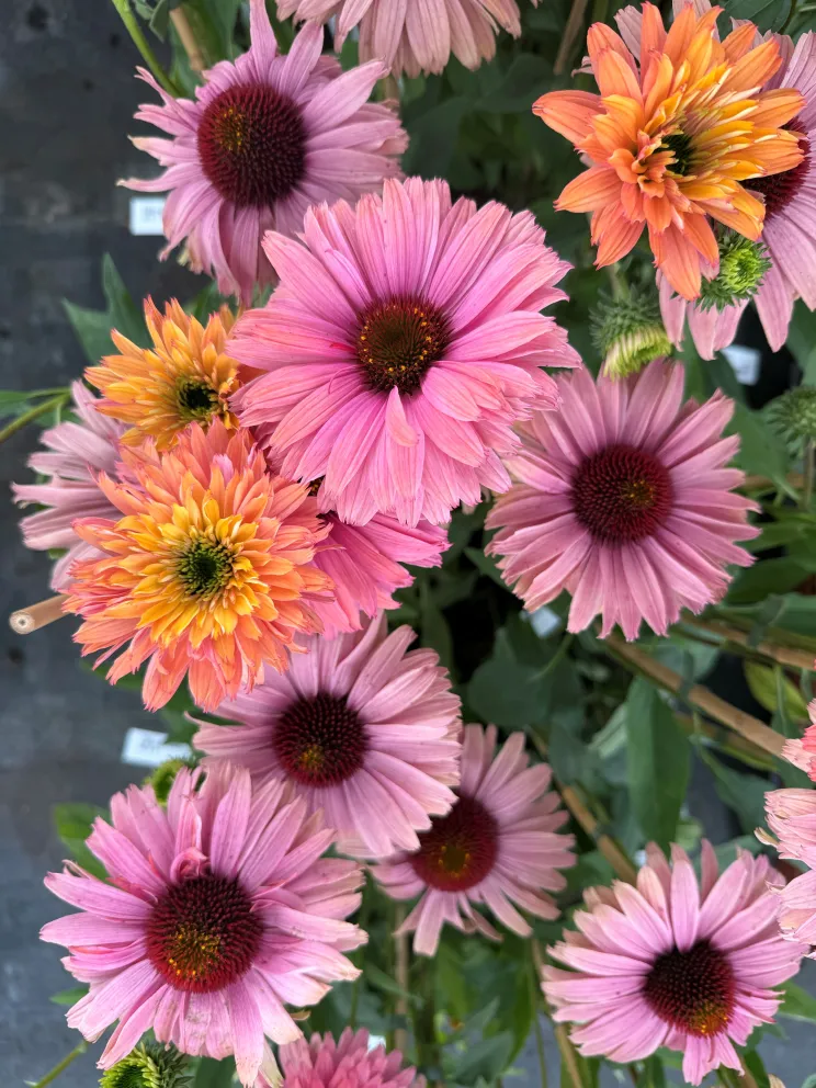 Echinacea purpurea 'Sunseekers Rainbow'