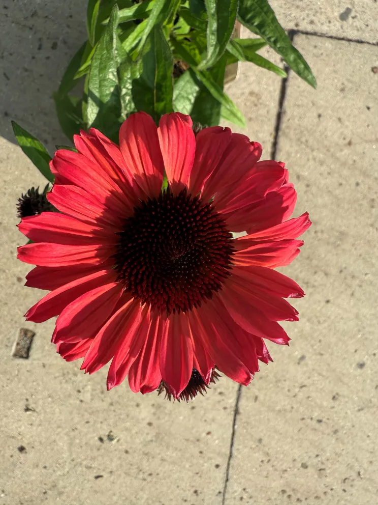 Echinacea purpurea 'Sunseekers Carmine'