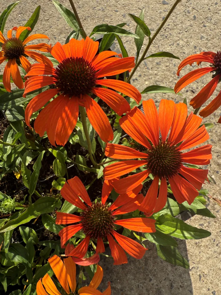 Echinacea purpurea 'Tangerine Dream'