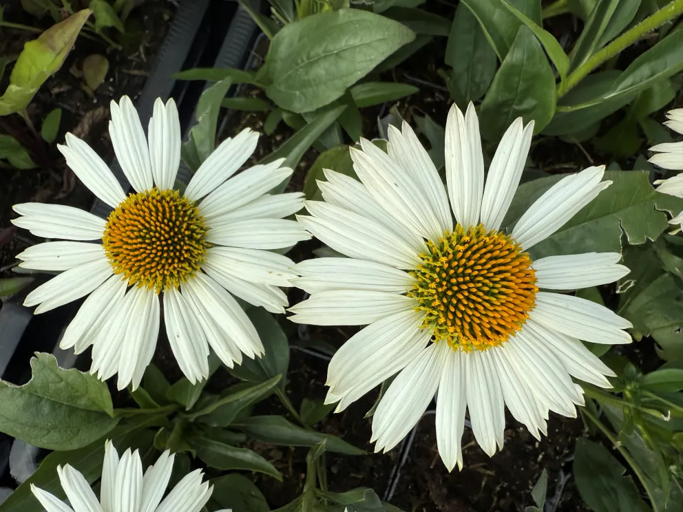 Echinacea purpurea 'White Meditation'