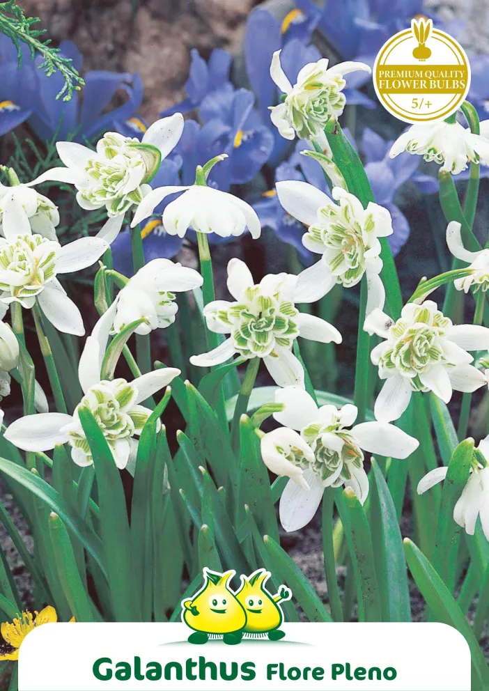 Galanthus 'Flore Pleno'