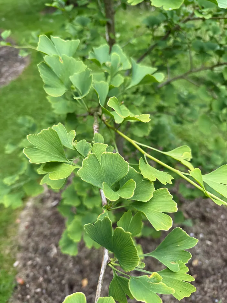 Ginkgo biloba