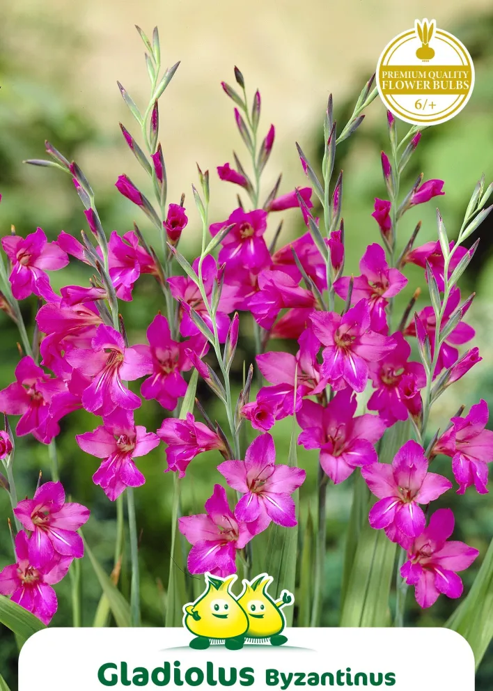Gladiolus byzantinus