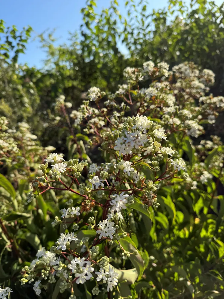 Heptacodium miconioides