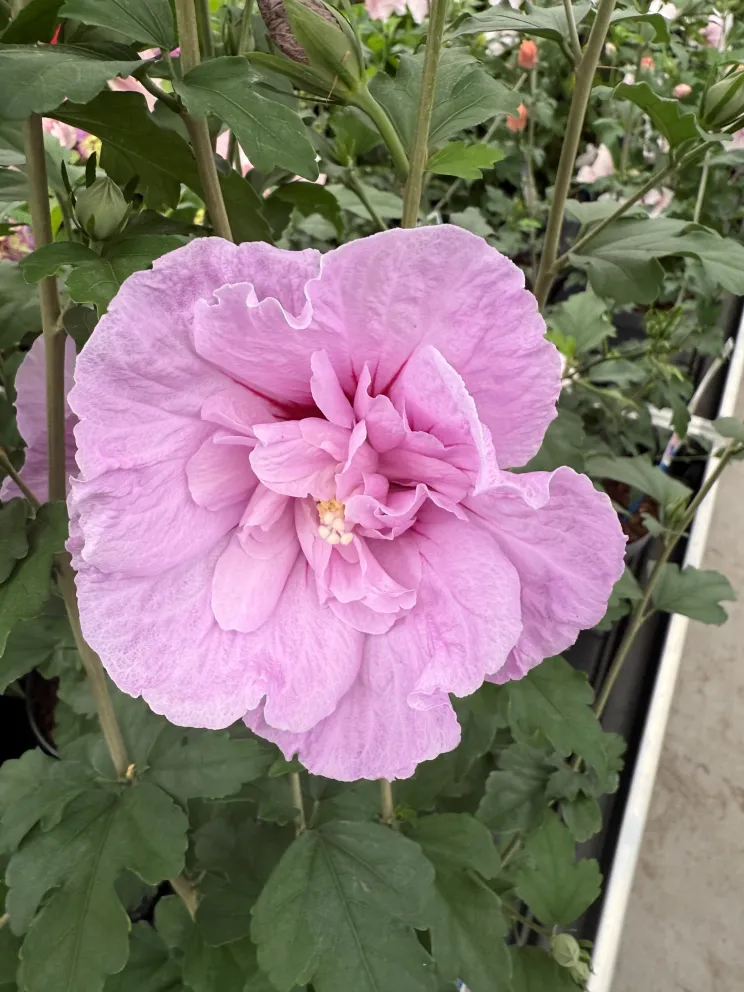 Hibiscus syriacus 'Lavender Chiffon'