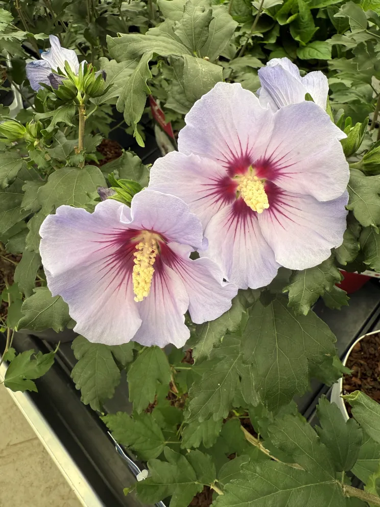 Hibiscus syriacus 'Marina'